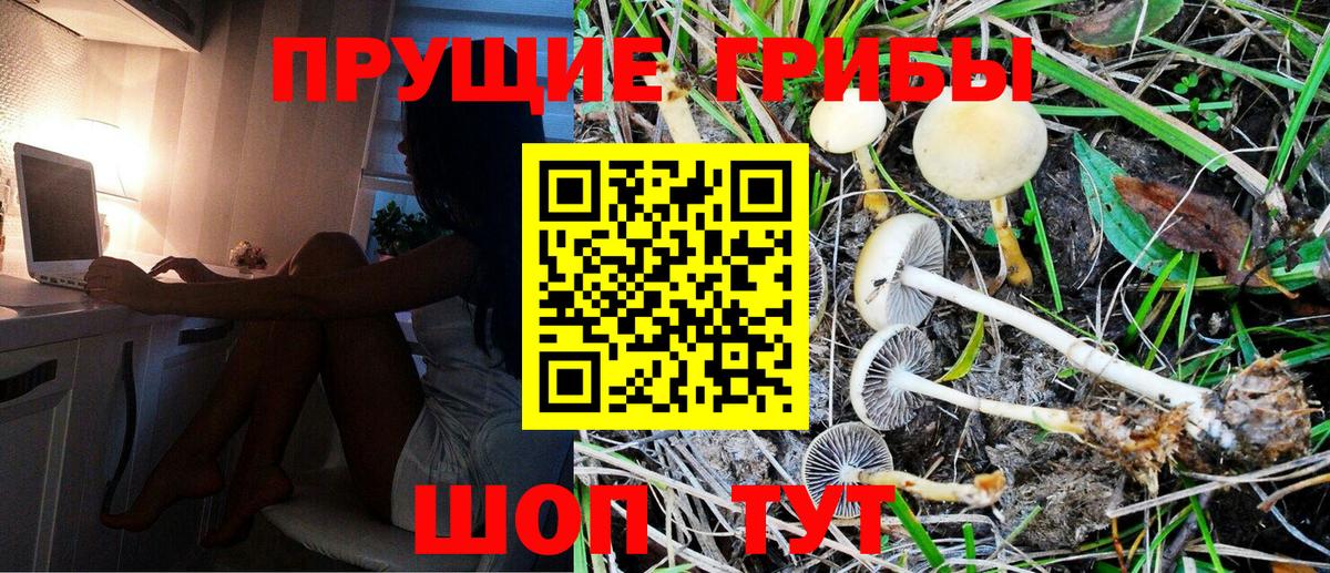 Псилоцибиновые грибы Psilocybe Грозный