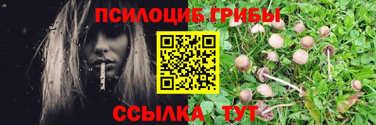 Грозный  Псилоцибиновые грибы GOLDEN TEACHER  Вход с VPN 